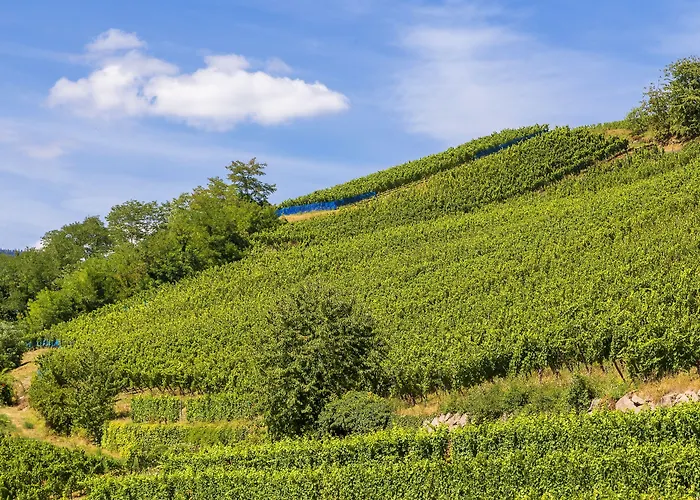 Western Hotel&spa Le Schoenenbourg 4* Riquewihr