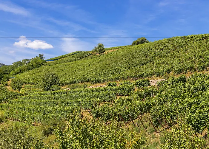 Western Hotel&spa Le Schoenenbourg Riquewihr